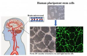 Step-by-step process of turning stem cells into human blood-brain barrier cells