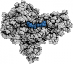 molecule-binding