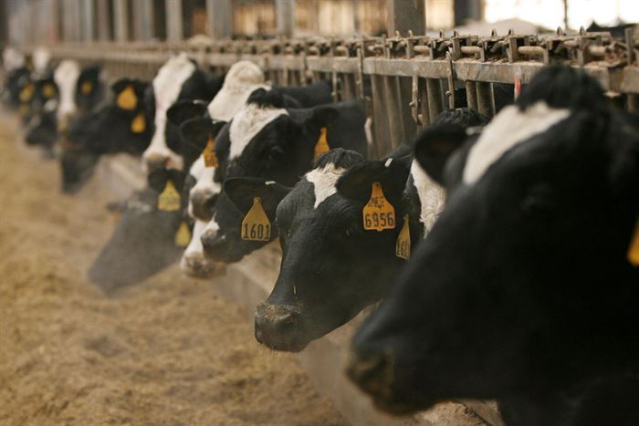 cows-feeding