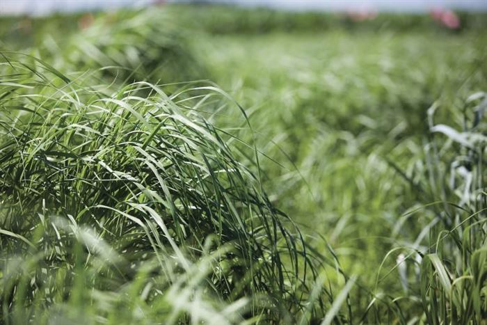 Photo of switchgrass