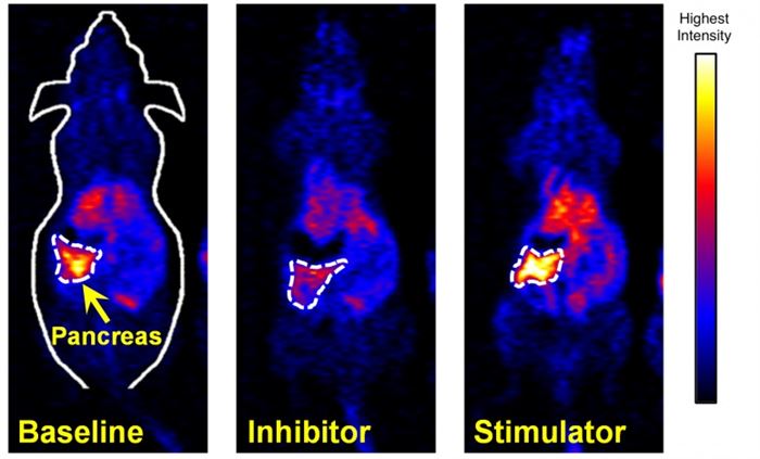 PET scan of mouse pancreas