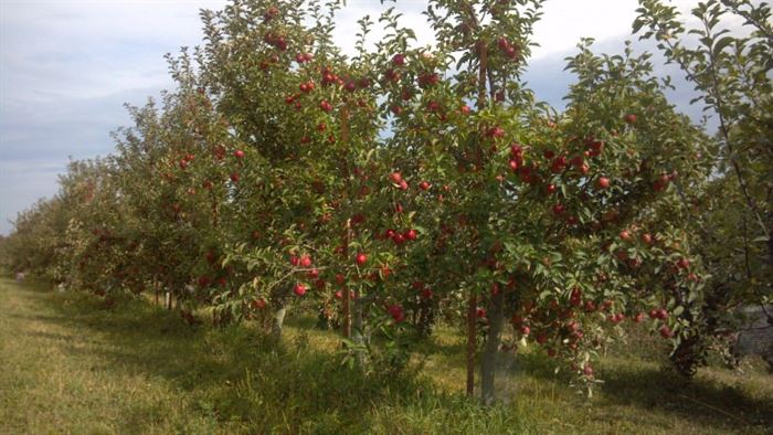 A row of apple trees