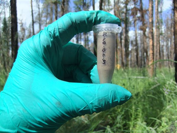 Gloved hand holding a vial with soil sample in forest