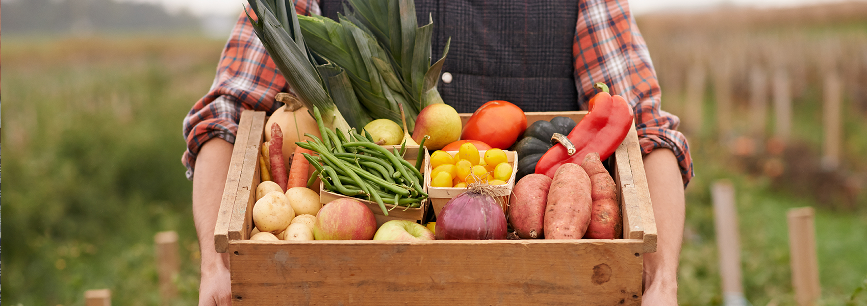 Person in a field holding a wooden box containing vegetables such as beans, potatoes, red peppers, onions, etc.