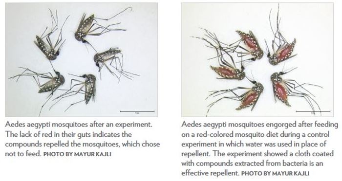 Two slides showing mosquitos from the study