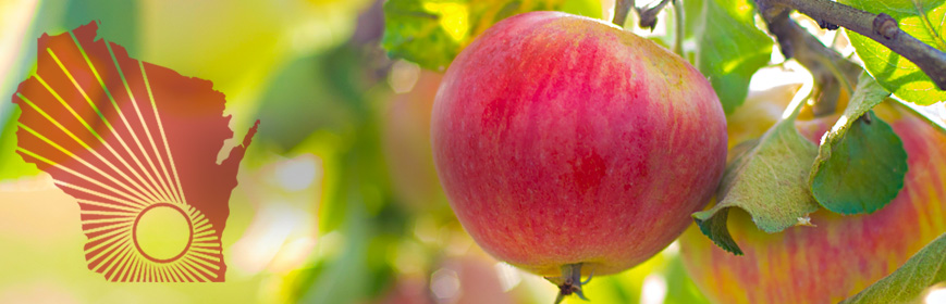 A closeup of an apple hanging on a tree branch on a sunny day