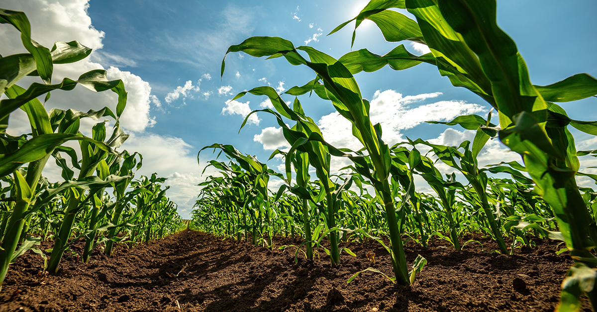 Low angle view of green corn stalks growing in an agricultural farm field with a clear sky