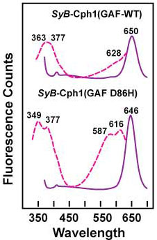 Fluorescence emission and excitation spectra from the 200 amino acid thermotolerant GAF domain monomer SyB-Cph1 chromopeptide with wild-type and the D86H-enhanced mutant. Peaks are indicated in nm.