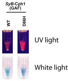 Purified SyB-Cph1(GAF) chromopeptides shown under white and UV light.  Notice the enhanced fluorescence of the D86H mutant.  Adding the PHY domain increases fluorescence counts approximately six-fold.