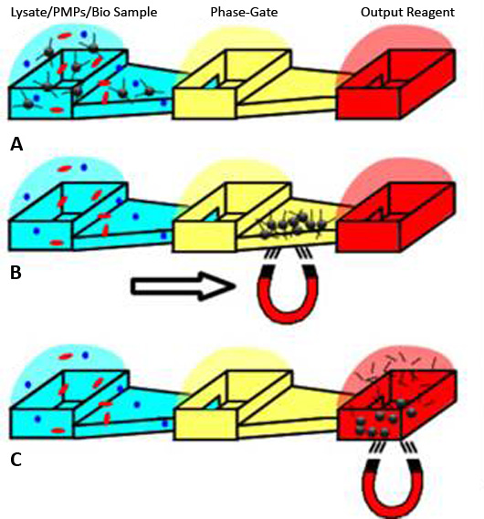 The PMPs bind to the nucleic acids (A). The magnetic field draws the nucleic acid/PMP particles through the phase-gate isolation buffer and into the output well (B). The nucleic acids and PMPs are collected (C).