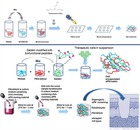 Process of forming and entrapping therapeutic cells within sIPNs.