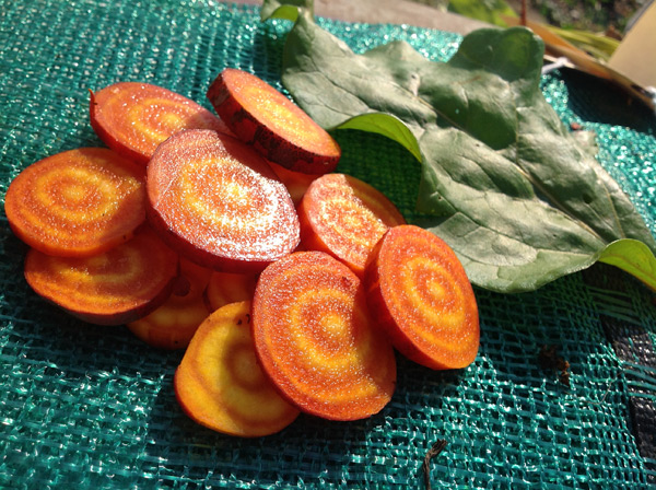 The interior of the colorful new beets.