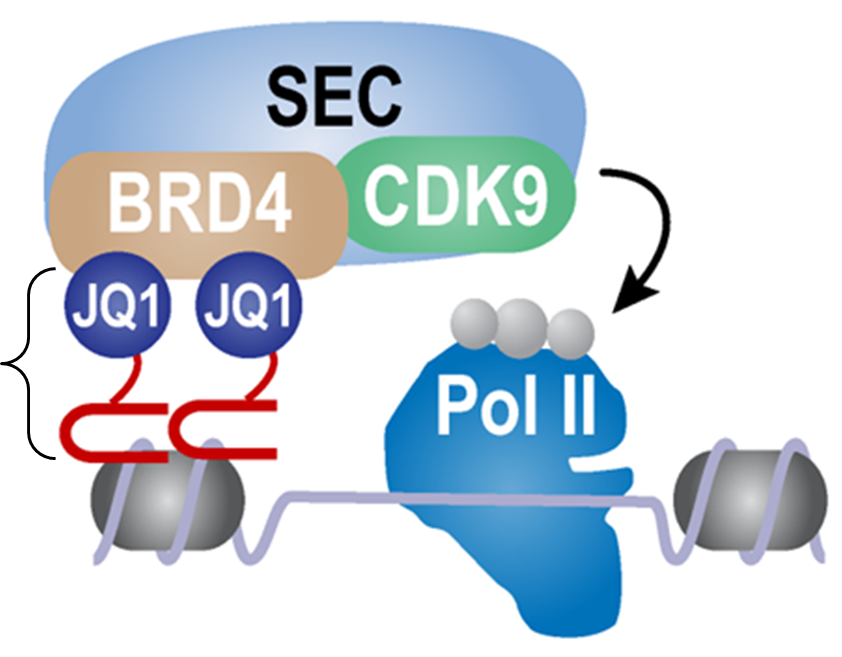 Syn-TEF can be seen in brackets tethering transcription elongation machinery to the selective genomic location for improved FXN gene expression.