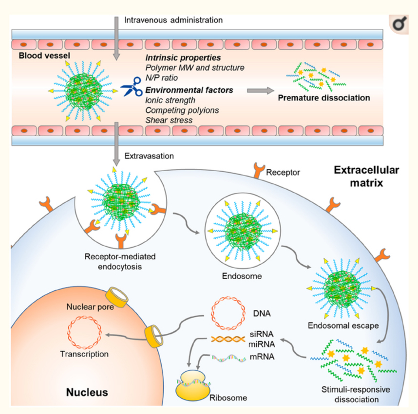 From 2019 Bioconjugate Chemistry publication.