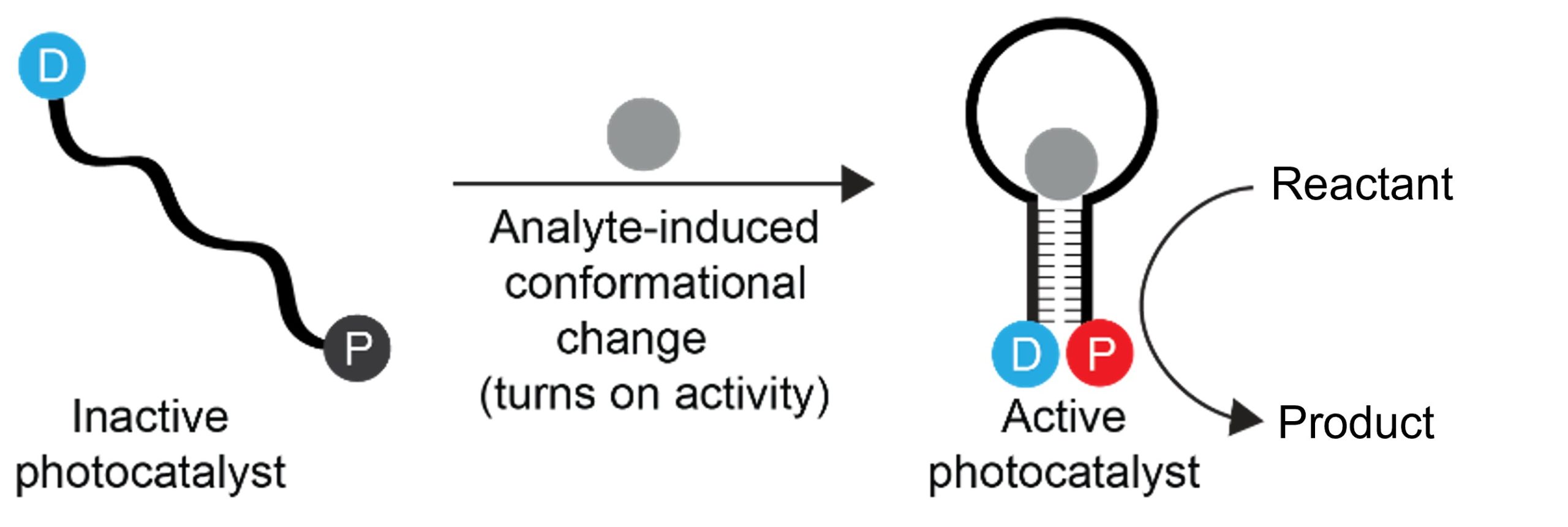 Switchable hybrid DNA-synthetic nanocatalyst