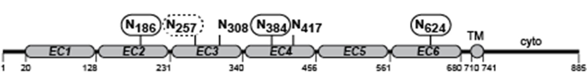 Diagram of the sequence of human CDHR3