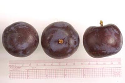 The 'BlackIce plum' (photo courtesy of Brian Smith).